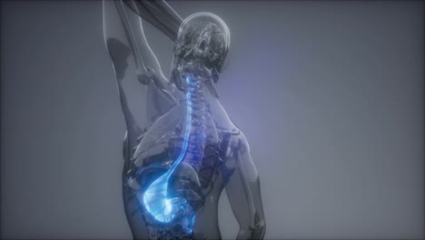 Examen-De-Radiología-Del-Estómago-Humano